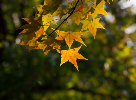 autumn leavesの写真素材