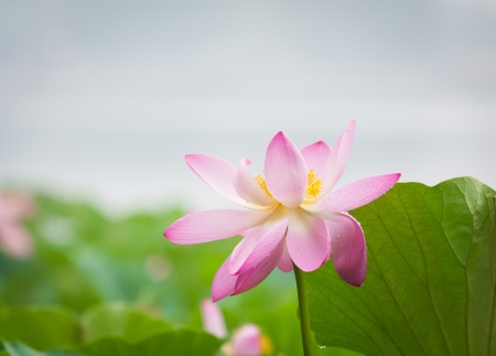 lotus flowerの写真素材