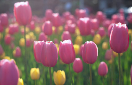tulips