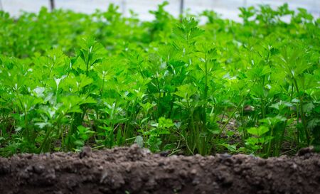 Celeryの写真素材