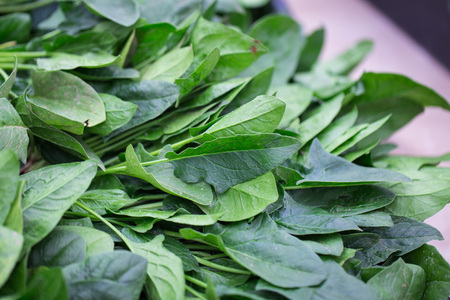 Spinachの写真素材