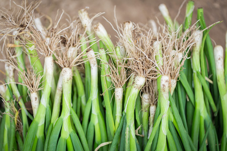 Chinese Leekの写真素材