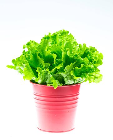 lettuceの写真素材