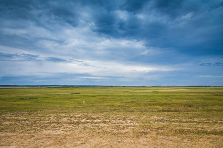 Wild Background