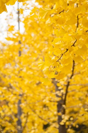 Autumn golden ginkgo leaves backgroundの写真素材