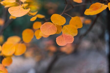 Autumn red leaves close-up backgroundの写真素材