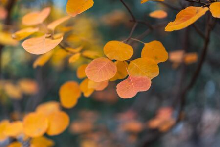 Autumn red leaves close-up backgroundの写真素材