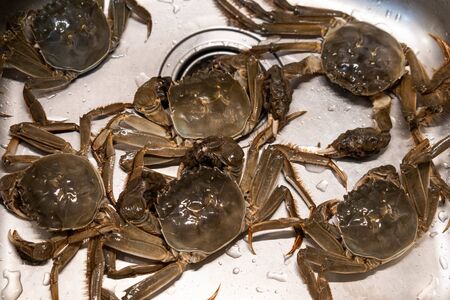Hairy crabs in the sink close-upの写真素材
