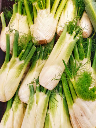 Fennel bulb with leaves for sale in marketの写真素材