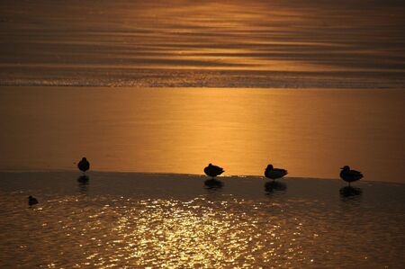 wild duck in the lake in winterの写真素材