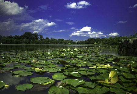 Water lily in a pondの写真素材