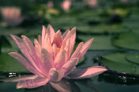 Water lilyの写真素材