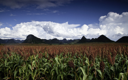 Nature view of red sorghumの写真素材