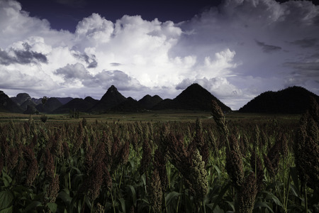 Nature view of red sorghumの写真素材
