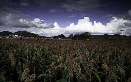 Nature view of red sorghumの写真素材
