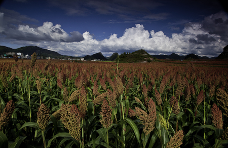 Autumn Red Sorghumの写真素材