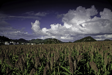 Autumn Red Sorghumの写真素材