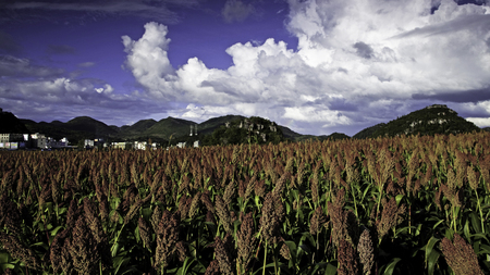Autumn Red Sorghumの写真素材