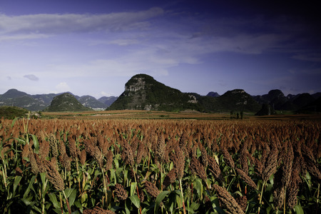 Autumn Red Sorghumの写真素材