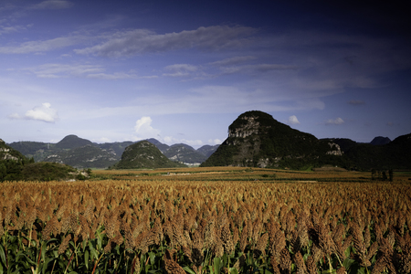 Autumn Red Sorghumの写真素材