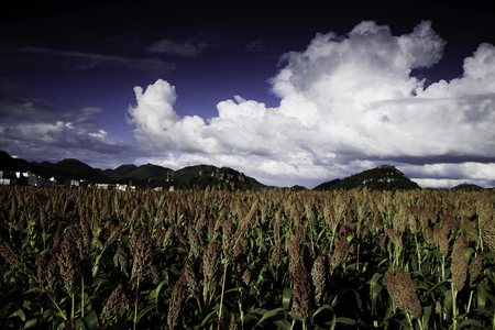 Autumn Red Sorghumの写真素材
