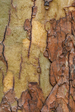 The texture of tree bark sycamore. Beautiful bark pattern. Close-up.の写真素材