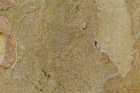 The texture of tree bark sycamore. Natural background