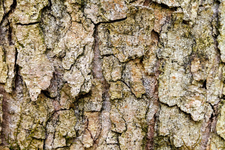 The bark of the old tree. Background
