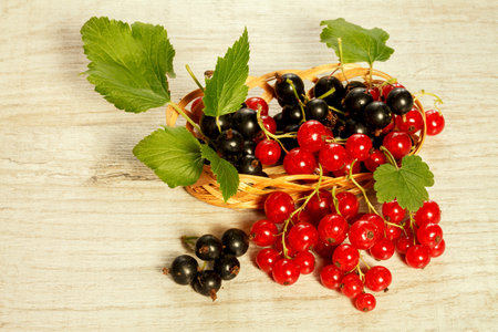 Black and red currant, close upの写真素材