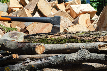 Cut oak and beech trees for harvesting for the winter. Close-up
