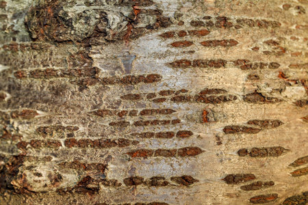 The bark of the old tree. Background. Close-upの写真素材