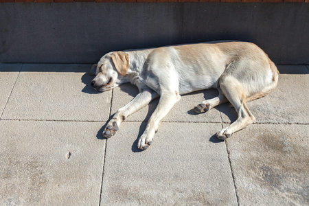 A large stray dog sleeps on a stone floor on a sunny day. Outdoors