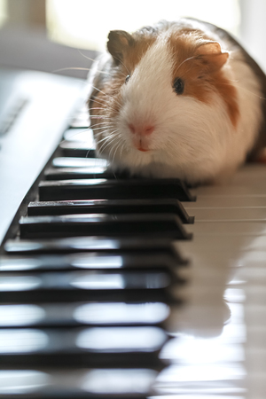 A small guinea pig sits on the keys of the synthesizerの写真素材