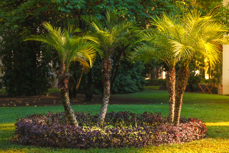 Landscaping lawn with palm trees on a green lawn on a bright sunny day at the Mediterranean seaside resortの写真素材