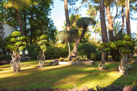 Ficus microcarp, cacti, pines, palm trees, bushes on a green lawn in the park on a sunny day. Landscape.の写真素材
