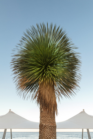 Palm tree with large beautiful leaves against a clear blue sky. Daylightの写真素材