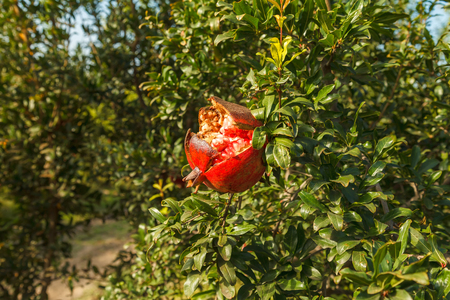 Ripe pomegranate fruits hanging on a tree branch in a garden. Daylightの写真素材