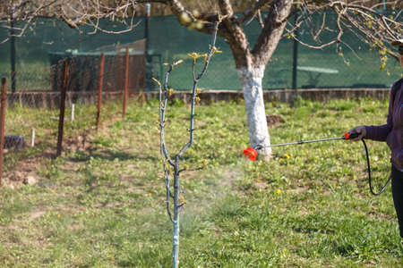Woman in protective glasses, spraying fungicides on a flowering fruit tree against plant and pest diseases. Used rechargeable sprayer with pesticides in the garden.の写真素材
