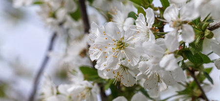 The bee sits on the blossomed apple tree flower and collects pollen. warm spring sunny day