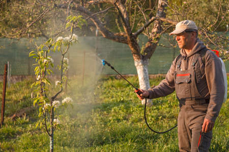A man in protective glasses, spraying fungicides on a flowering fruit tree against plant diseases and pests. A rechargeable dispenser with pesticides in the garden is usedの写真素材