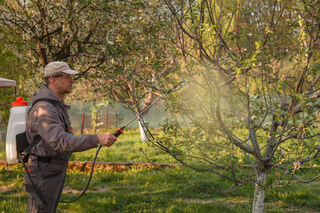 A man in protective glasses, spraying fungicides on a flowering fruit tree against plant diseases and pests. A rechargeable dispenser with pesticides in the garden is usedの写真素材
