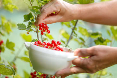 The woman collects black currant. Ripe berries of black currant on the branch. Healthy berries of black currant in a bowl in a summer garden. healthy eating conceptの写真素材