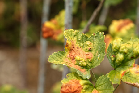 Ripe apricot on a branch of young wood amidst green leaves. First Harvest. close-up