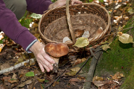 Bulbosus Boletus Edulis. Collection of mushrooms. White mushrooms in a woman's handの写真素材