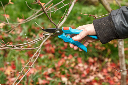 Fruit tree pruning. Garden scissors. The pruning of branches on fruit trees is carried out for...