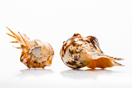 shell isolated on whiteの写真素材