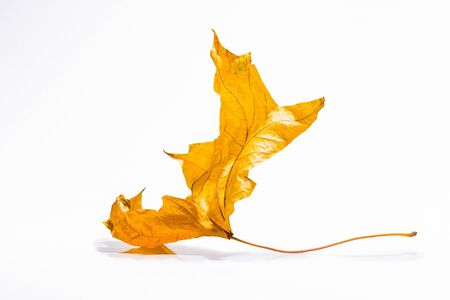 Dried autumn leaves isolated on white backgroundの写真素材