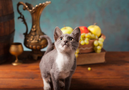 Cat posing for in the studio on a wooden tableの写真素材