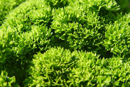 Green foliage sparkling in the sunlight