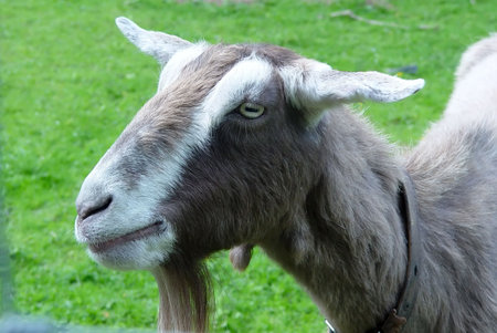The head and neck of a domestic goat (Capra)の写真素材 [40003266969]｜毎月1点無料 ...